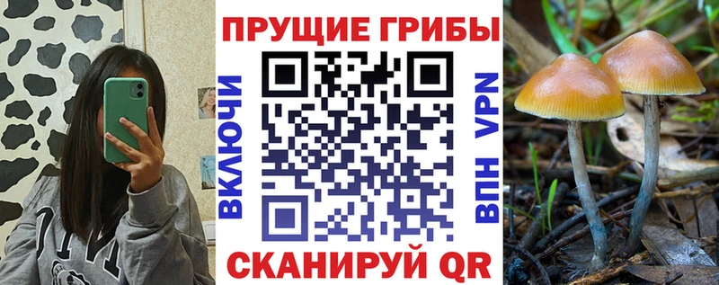 даркнет сайт  Северск  Галлюциногенные грибы Cubensis 